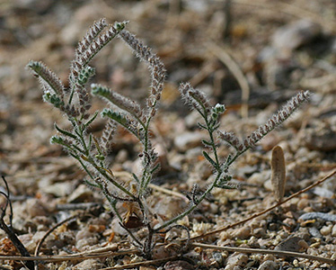 Johnstonella grayi in the field