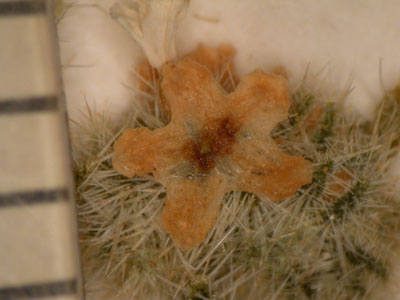 SD 140704 Herbarium sheet closeup inflorescence