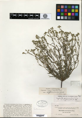 Johnstonella grayi holotype herbarium sheet GH00096298