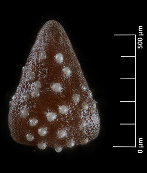 J_grayi_v_cryptochaeta-SD160125-20x-D-f nutlet image dorsal view