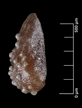 J_grayi_v_cryptochaeta-SD160125-20x-L-f-r350h.jpg nutlet image lateral view