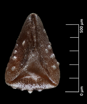 J_grayi_v_cryptochaeta-SD160125-20x-V-f.jpg nutlet image ventral view