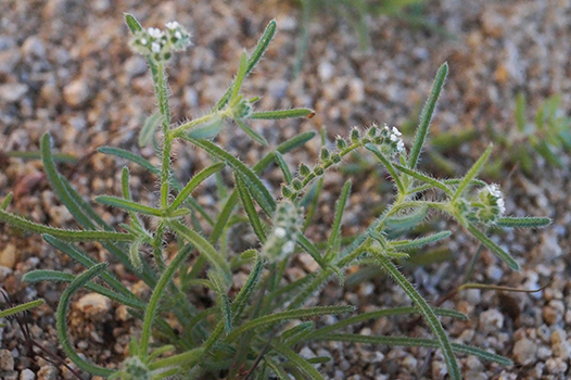 Johnstonella_grayi_v_cryptochaeta1l-Boraginac-MGS3773 field image