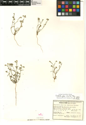 SD 140704 Herbarium sheet