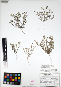 SD160125.jpg specimen