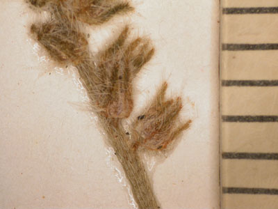 SD 94535 Herbarium sheet closeup 6