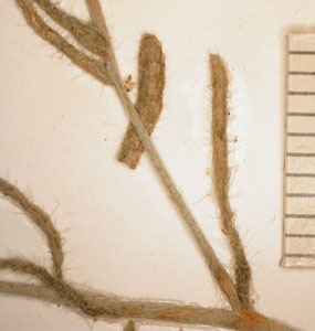 SD 94535 Herbarium sheet closeup 1