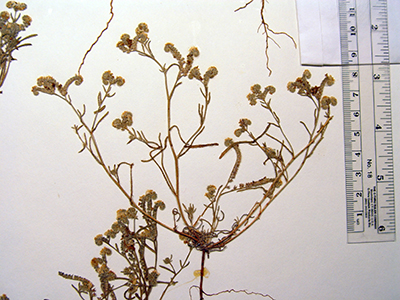 C_grayi_v_grayi-SD94535 herbarium heet image B