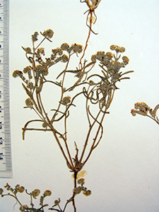 C_grayi_v_grayi-SD94535 herbarium heet image C