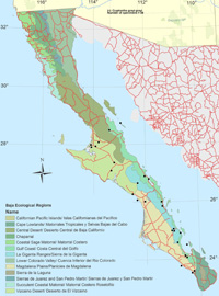 Johnstonella grayi var. grayi distribution map