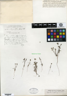 GH 00097691 ISOTYPE herbarium sheet