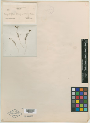 UC 24683 ISOTYPE herbarium sheet