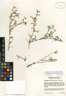 RSA567586 specimen