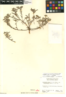 herbarium sheet of SD92320