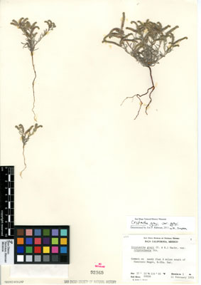 SD92565 herbarium sheet