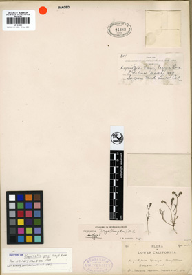 NY 00335471 HOLOTYPE herbarium sheet