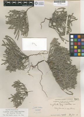 CAS 0001907
HOLOTYPE herbarium sheet