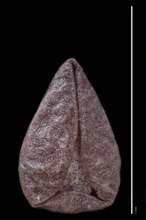 SD 50143 nutlet ventral view