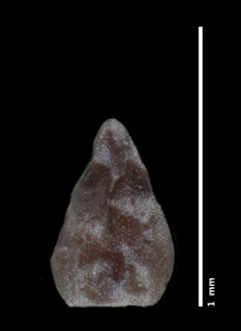 CAS 0001907
HOLOTYPE nutlet dorsal view