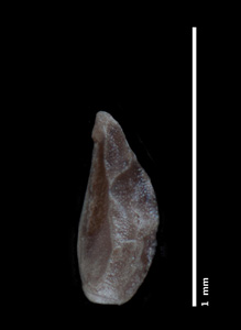 CAS 0001907
HOLOTYPE nutlet side view