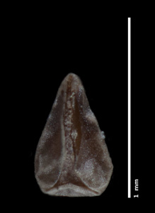 CAS 0001907
HOLOTYPE nutlet ventral view