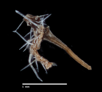 CAS 0001907
HOLOTYPE calyx 1