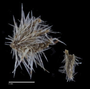 CAS 0001907
HOLOTYPE calyx 2