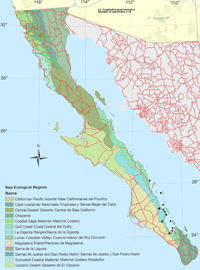 Cryptantha grayi var. nesiotica distribution map