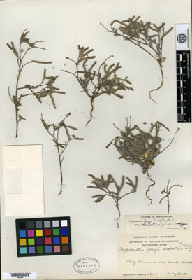 GH 00096296
ISOTYPE Herbarium sheet