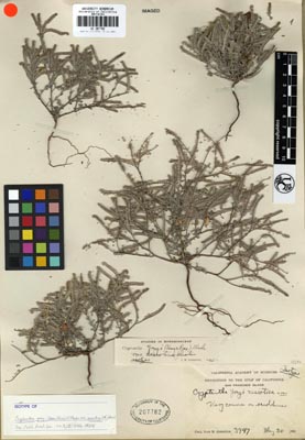 UC 207782ISOTYPE herbarium sheet