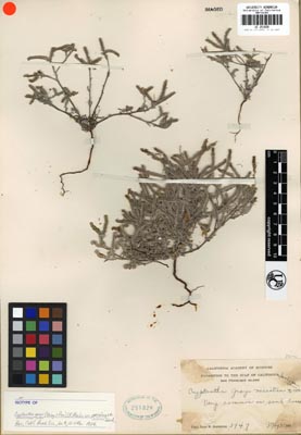 UC 251828ISOTYPE herbarium sheet