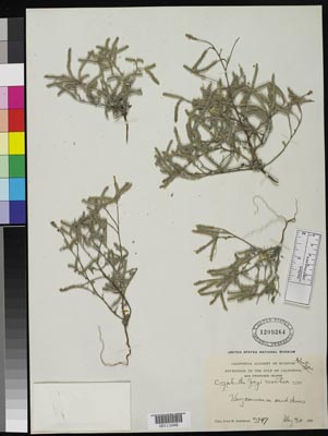 US 00111048
ISOTYPE herbarium sheet