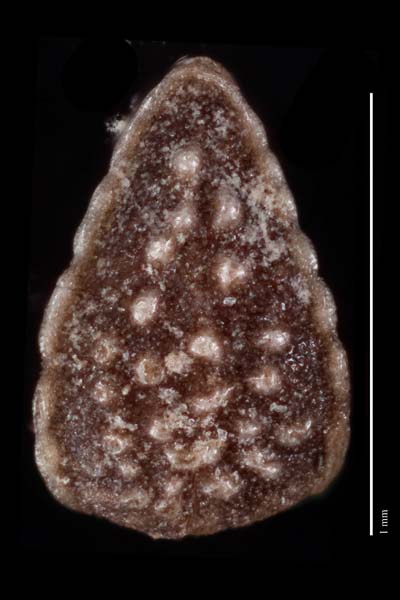 Johnstonella gypsites nutlet dorsal view