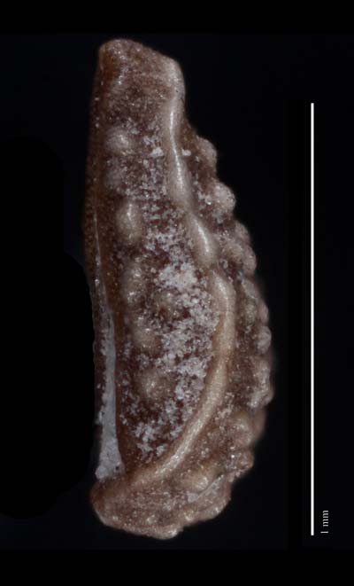 Johnstonella gypsites nutlet lateral view