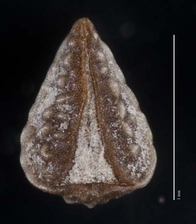 Johnstonella gypsites nutlet ventral view