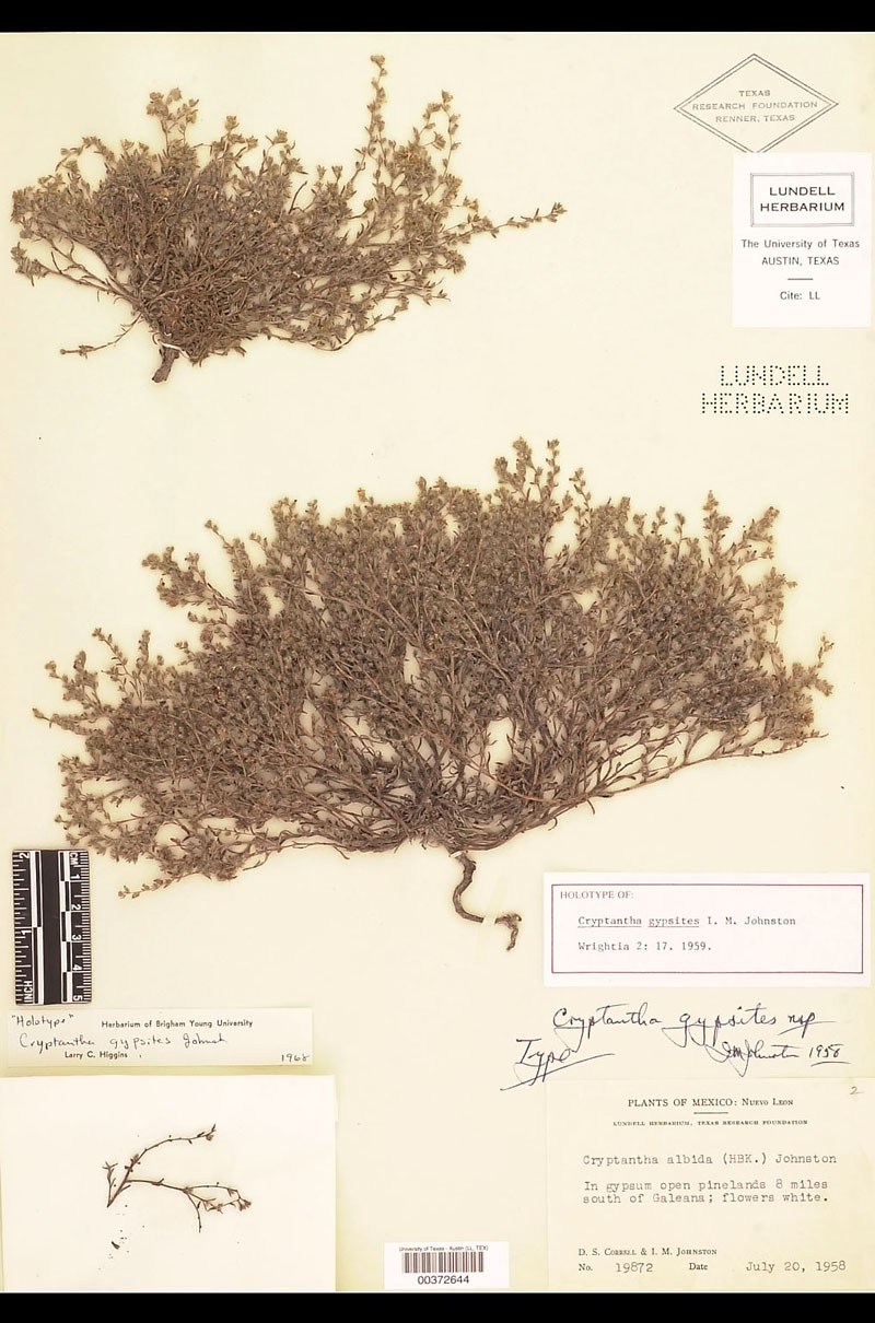 Johnstonella gypsites holotype: LL00372644