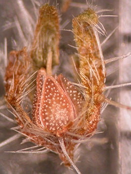 C_inaequata-RSA732141-fr3 fruiting calyx