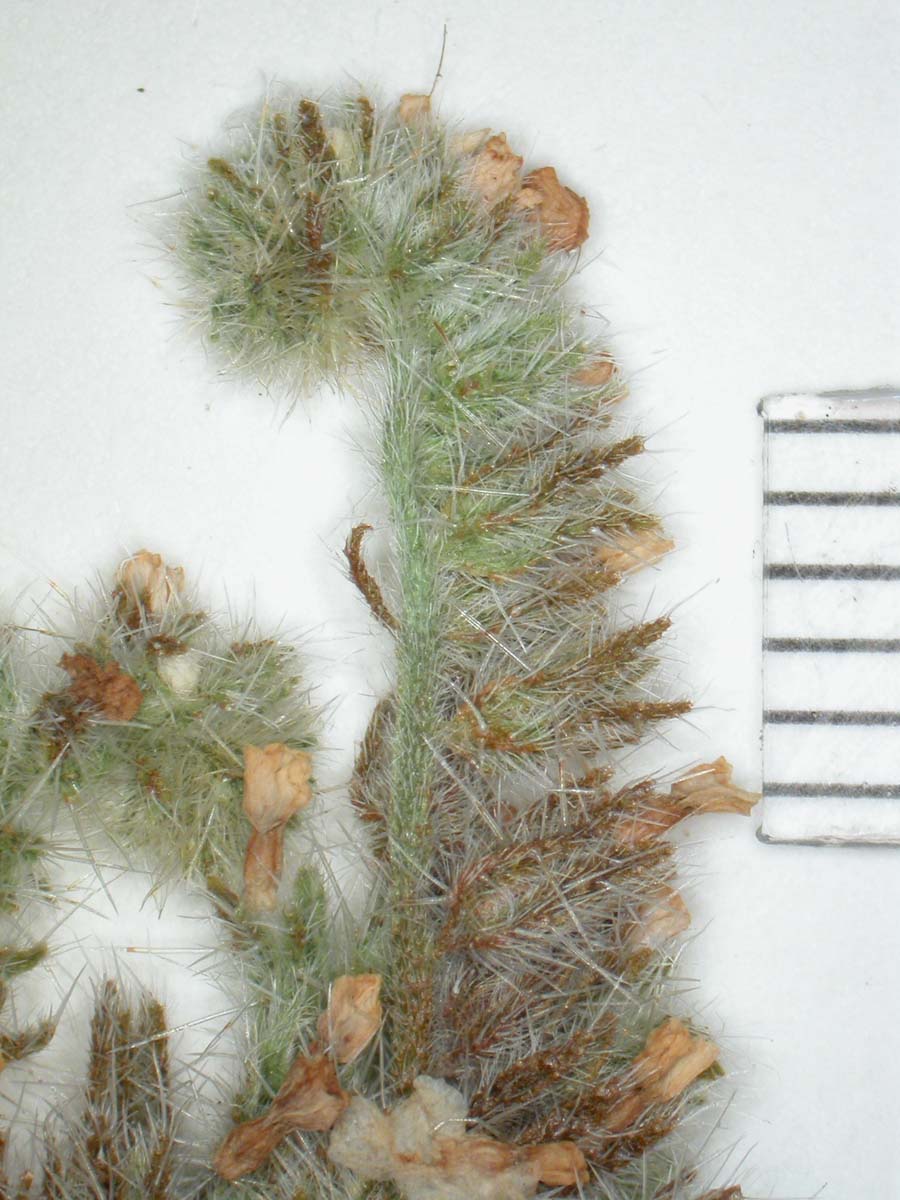 C_inaequata-RSA732141-inflorescence cymule