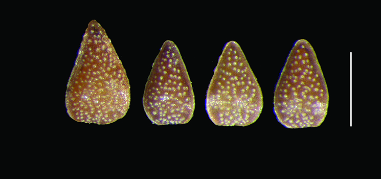 C_inaequata-RSA732141-nut4-m2.jpg nutlet images