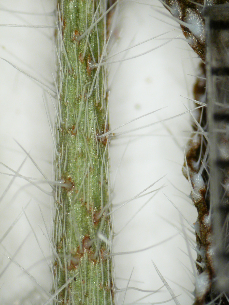 C_inaequata-RSA732141-stem 