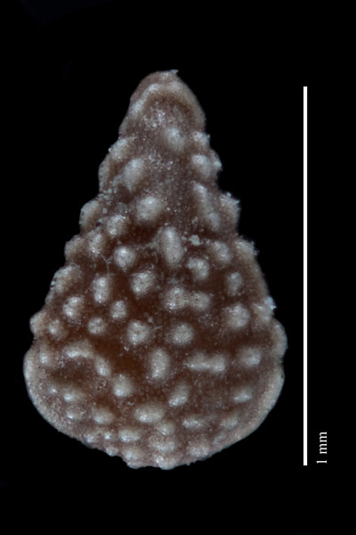 Johnstonella mexicana nutlet dorsal view