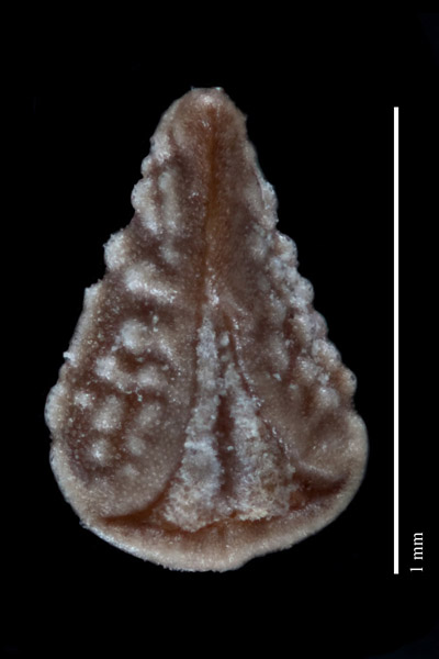 Johnstonella mexicana nutlet ventral view