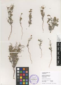 Herbarium specimen: CONC 150914