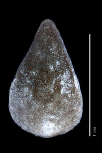 Nutlet dorsal view: CONC 150914