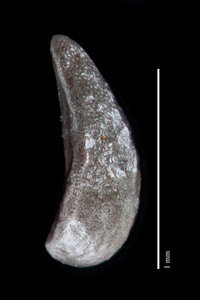 Nutlet lateral view: CONC 150914