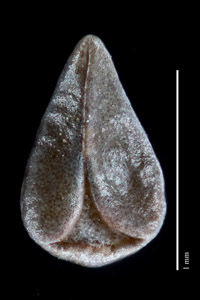 Nutlet ventral view: CONC 150914