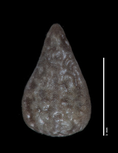 Nutlet dorsal view: SGO 139488