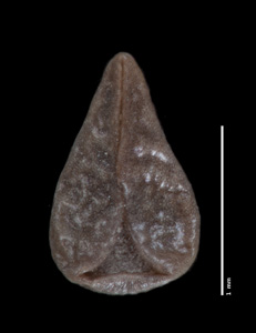 Nutlet ventral view: SGO 139488