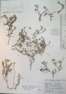 Herbarium sheet: SGO 139488