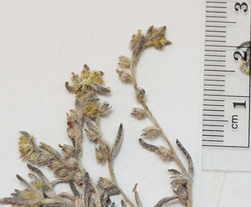 Herbarium sheet: SGO 139488 closeup 2